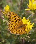 Fritillary and Dandelions